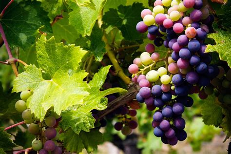 The grape - Noun. (countable) A small, round, smooth-skinned edible fruit, usually purple, red, or green, that grows in bunches on vines of genus Vitis . (countable) A woody vine that bears clusters of grapes; a grapevine. (countable, uncountable) A dark purplish red colour, the colour of many grapes. (uncountable) grapeshot. A mangy tumour on a horse's leg.
